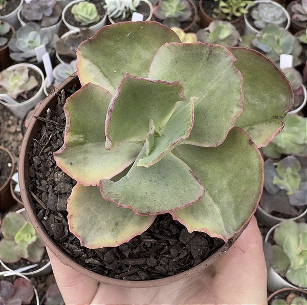 E. TORNADO POUCA VARIEGAÇÃO POTE 9