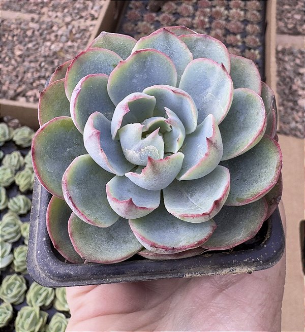 E. AMISTAR POTE 7