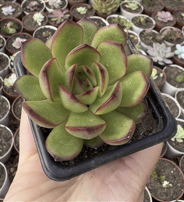 E. PULLI-LINDSAYANA POTE 7