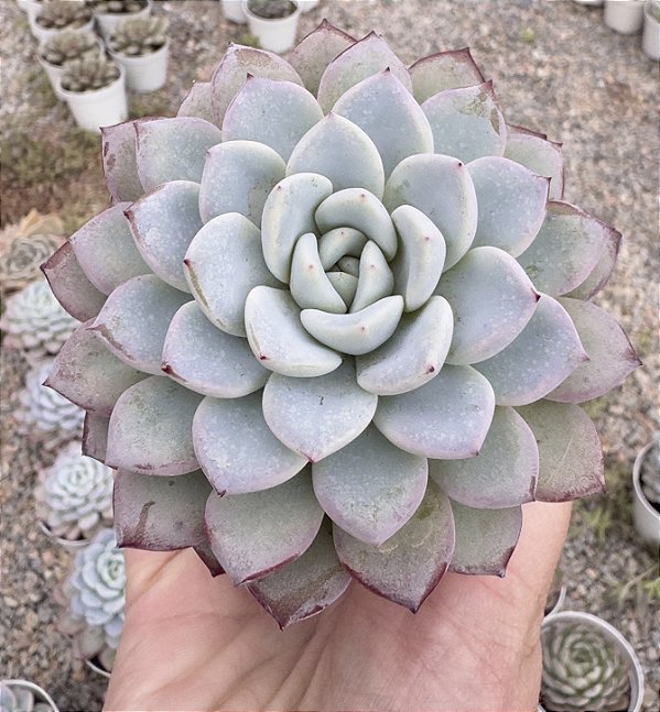E. WITTE POTE 9
