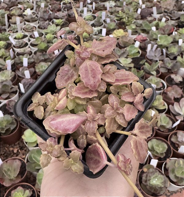 PLECTRANTHUS PROSTATUS POTE 7