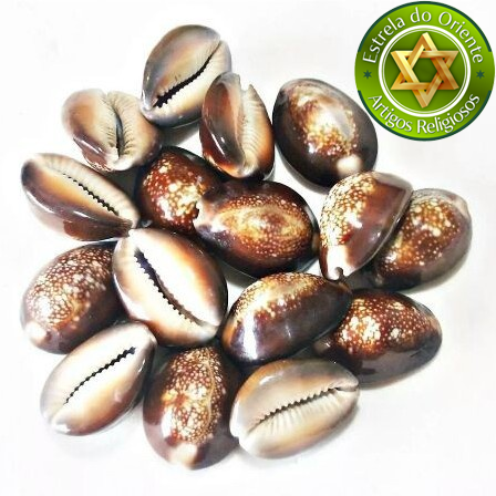 Búzio Buzios Africano Fechado Peso 50g