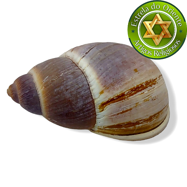 Concha Casca De Caramujo Ibi Igbin Assentamento Rituais