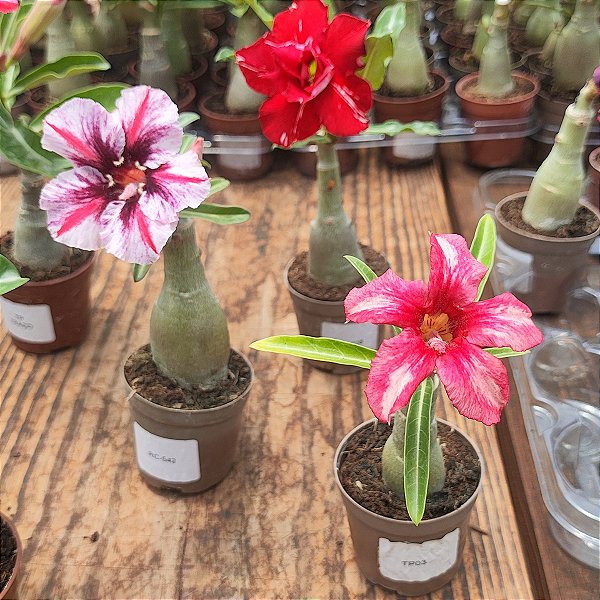 10 Mudas  de Rosa Do Deserto Enxertadas Identificadas já Florescem