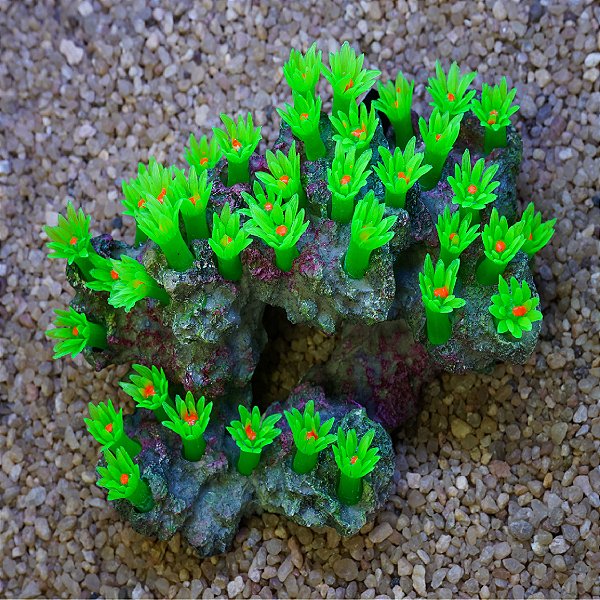 ENFEITE DE RESINA SOMA ROCHA DECO ZOANTHUS VERDE