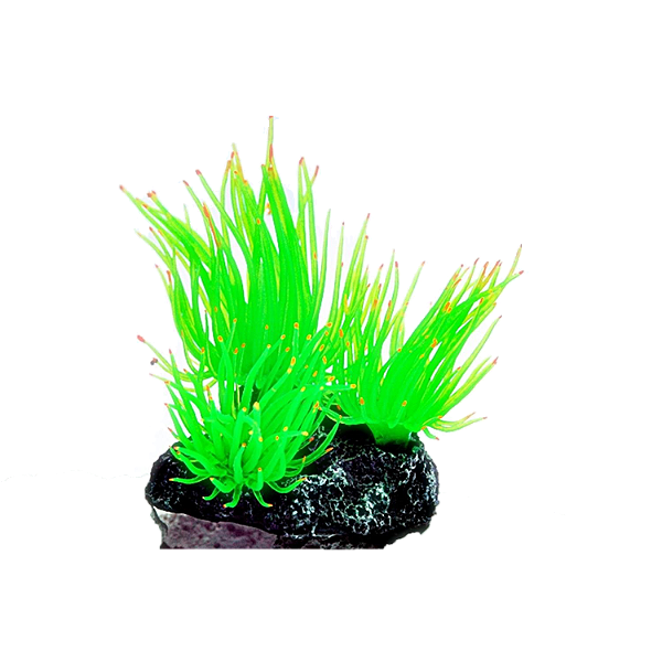 ENFEITE DE SILICONE SOMA ANEMONA LONG TENTACLE VERDE - MULTI
