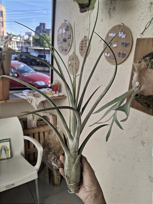 Tillandsia Draconic