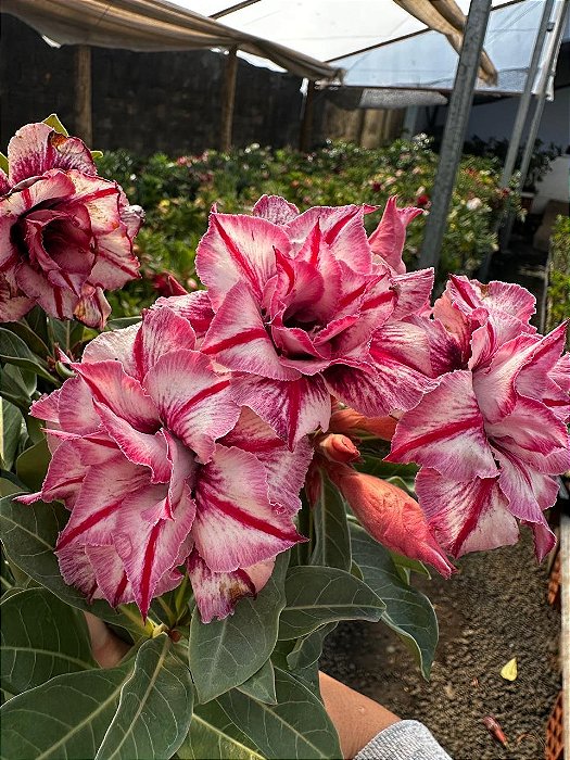 Lindissima Perfumada