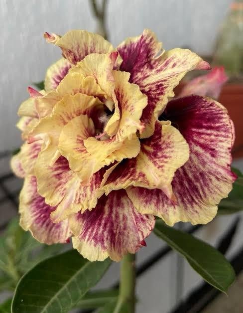 Golden Faith Perfumada