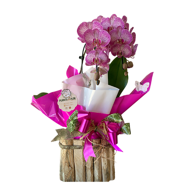 Orquídea Phalaenopsis no Vaso de madeira Rosa