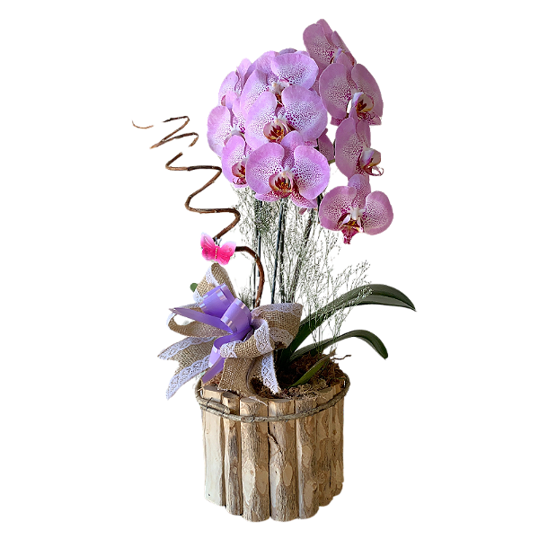 Orquídea Phalaenopsis no Vaso de madeira Roxa