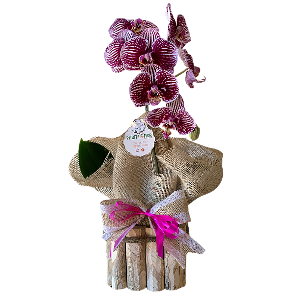 Orquídea Phalaenopsis no Vaso de madeira Roxa/Rosa