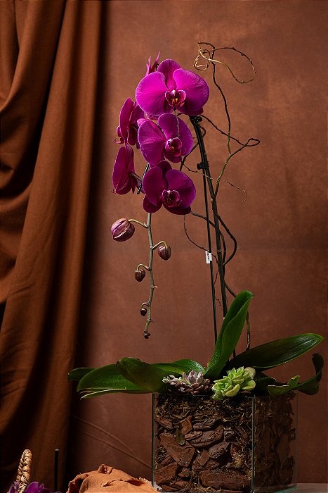 Orquídea Cascata Vinho Premium no Vidro