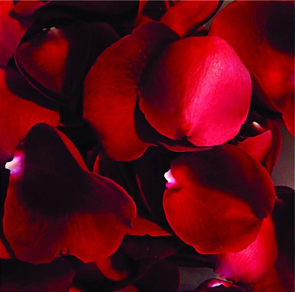 Pétalas de Rosas Vermelhas Naturais