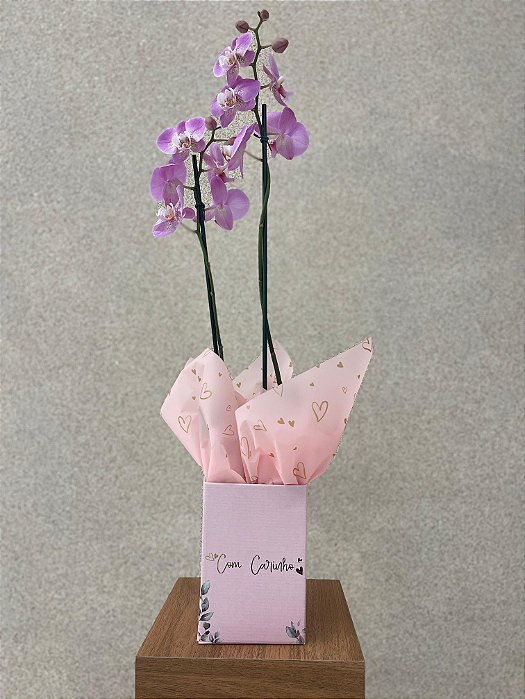 Orquídea Especial