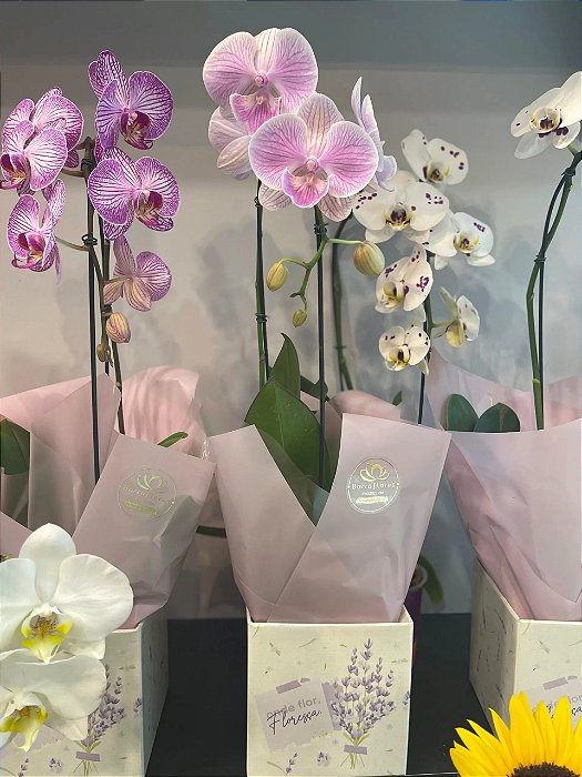 Orquídea Cascatinha