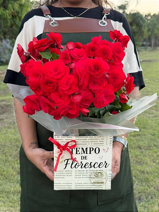 Begônia Especial Vermelha