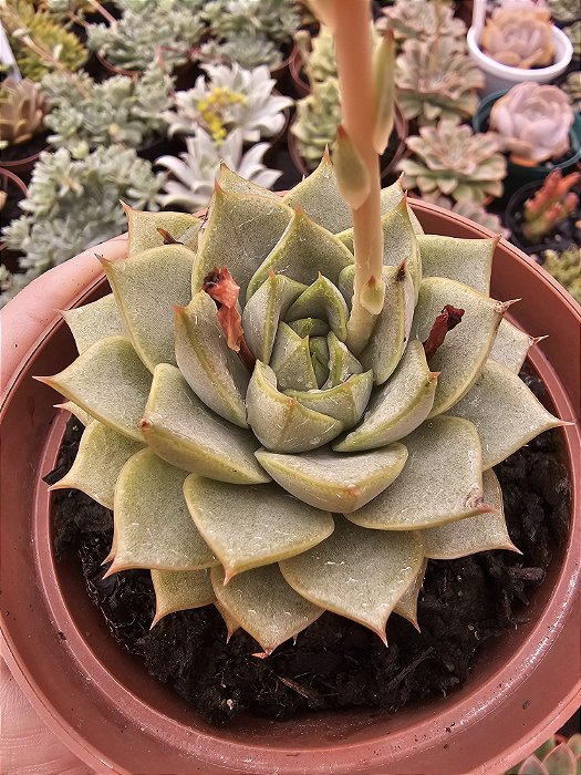 ECHEVERIA FABIOLA POTE 11