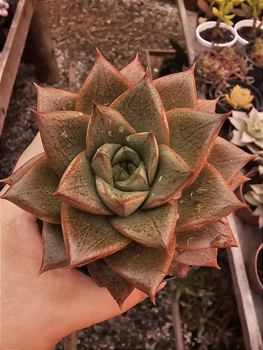 ECHEVERIA DIONISIO POTE 11