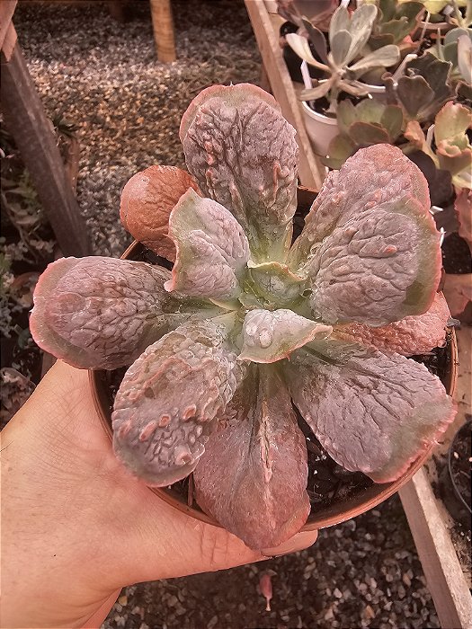 ECHEVERIA LINGUAS POTE 11