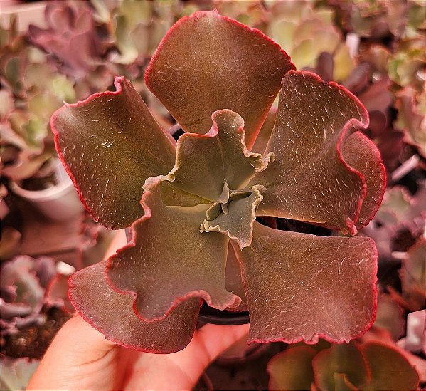 ECHEVERIA ZIPER POTE 11