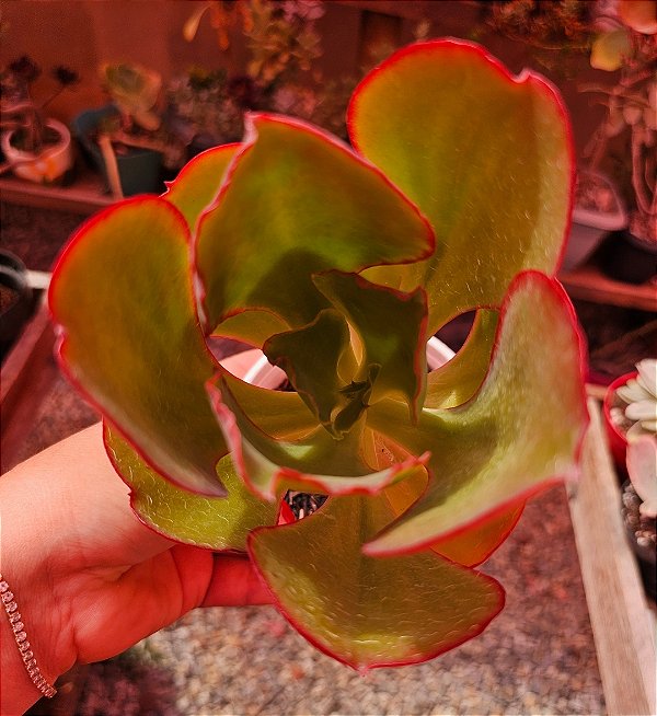 ECHEVERIA MAUNA ESPANHA POTE 11