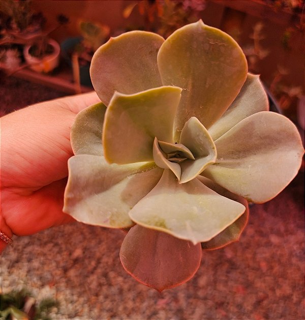 ECHEVERIA ROSA DE JADE POTE 11
