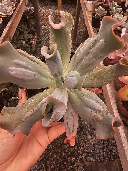 ECHEVERIA CULIBRA  DA CARUNCULAS POTE 11