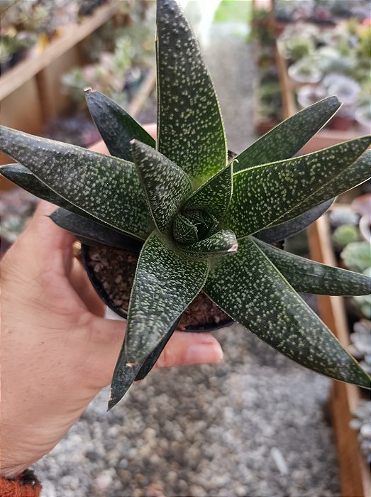 GASTERALOE ROYAL PRINCESS POTE 9