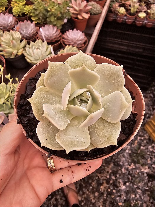 ECHEVERIA LOLA POTE 11