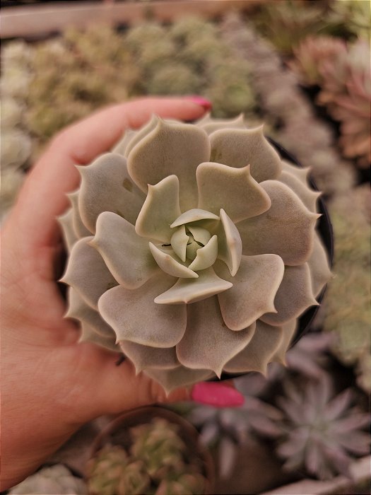 ECHEVERIA LOLA POTE 11
