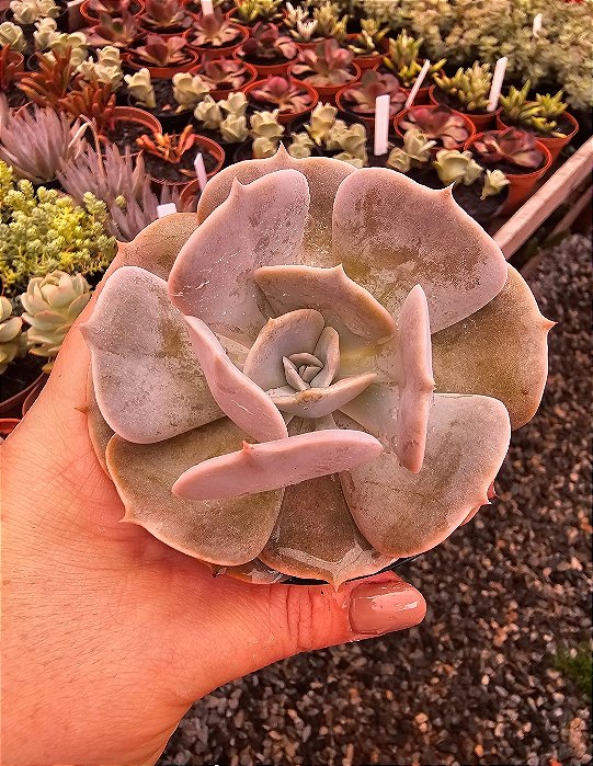 ECHEVERIA POLUX POTE 11