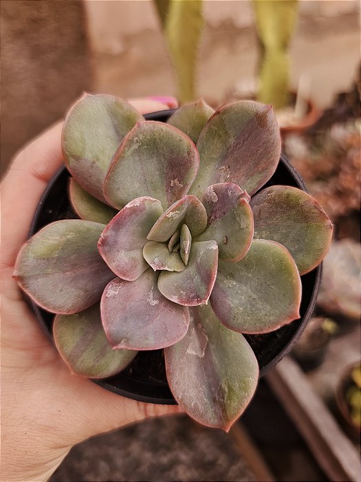 ECHEVERIA GOIABINHA POTE 11
