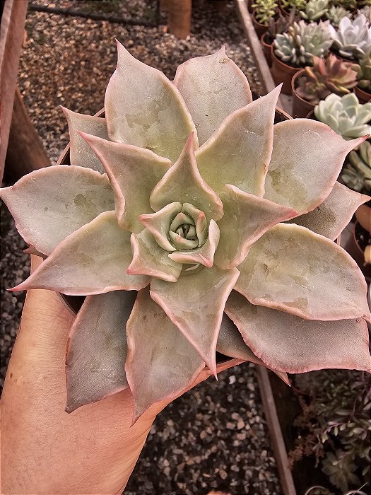 ECHEVERIA MADIBA POTE 11
