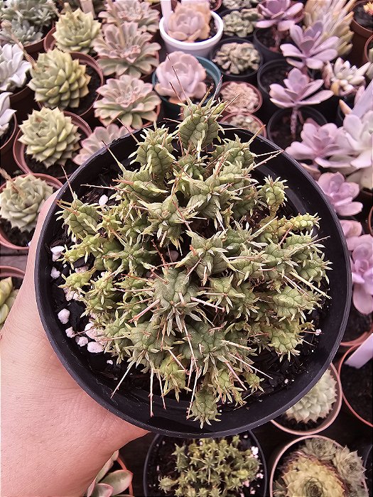 Euphorbia Mammilaris Minima POTE 11