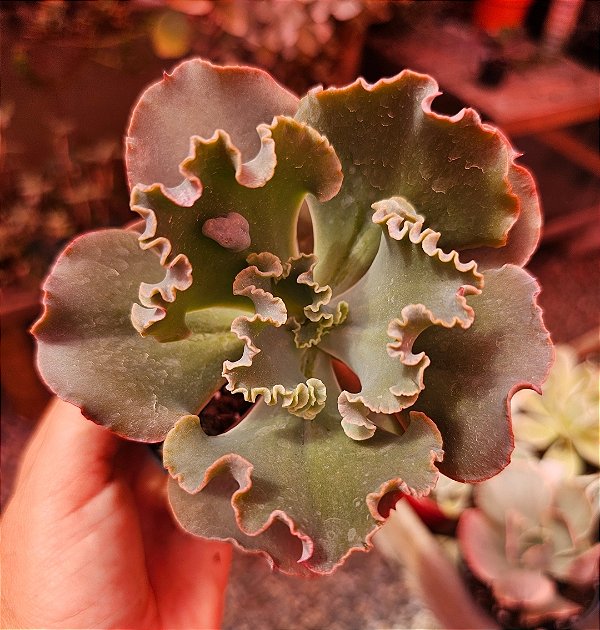 ECHEVERIA VERRUGAS POTE 11