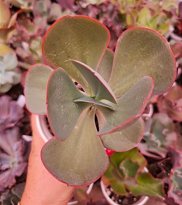 ECHEVERIA GIGANTEA  POTE 11