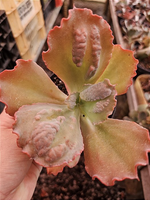 ECHEVERIA CIELPUR POTE 11
