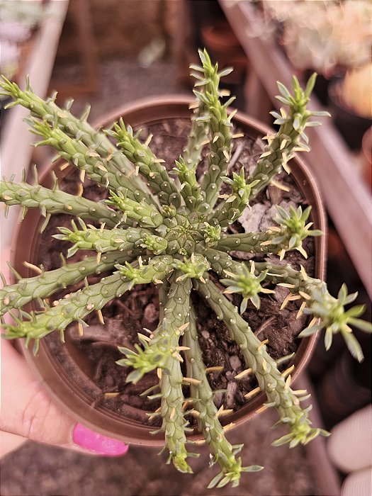 Cabeça de meduza pote 11