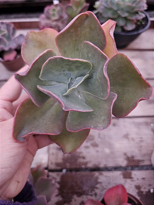 ECHEVERIA BARBILLION POTE 11