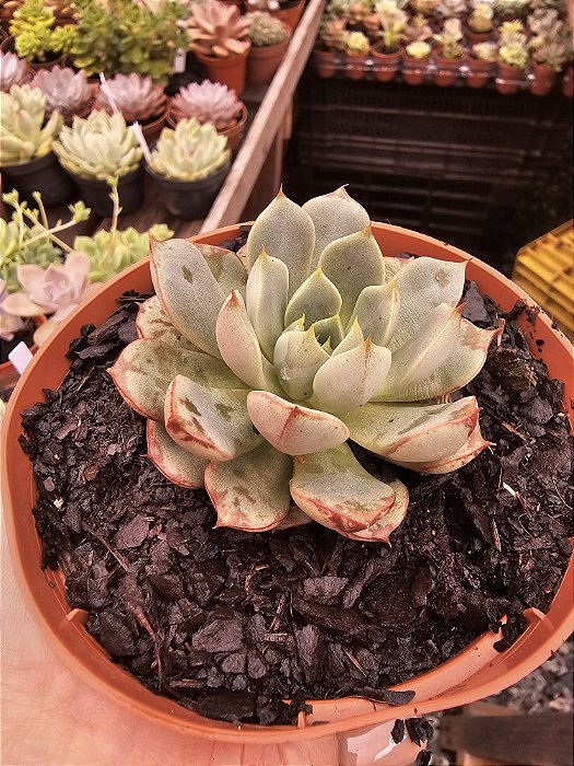 ECHEVERIA SWALLOW POTE 11