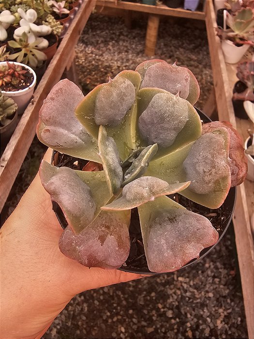 Echeveria Heart Delight POTE 11