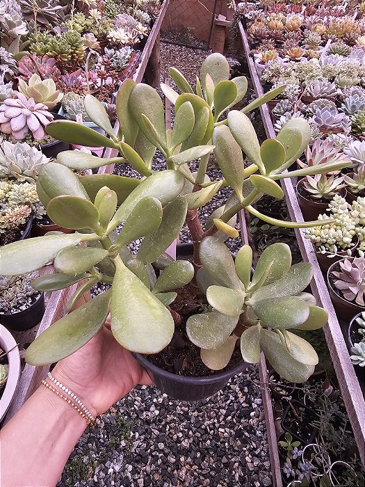 CRASSULA JADE POTE 15