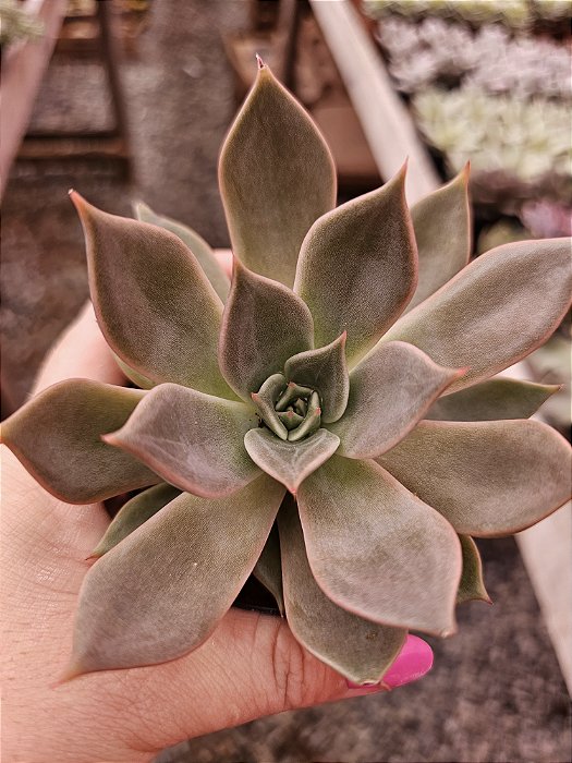 echeveria seringuette POTE 11