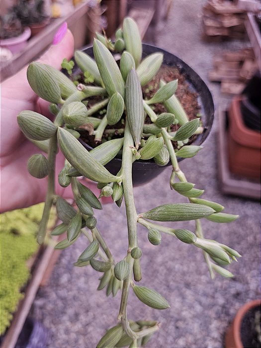 COLAR DE MELANCIA POTE 11