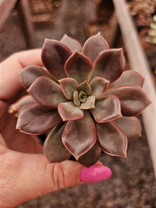 E. Mina rubra pote 6