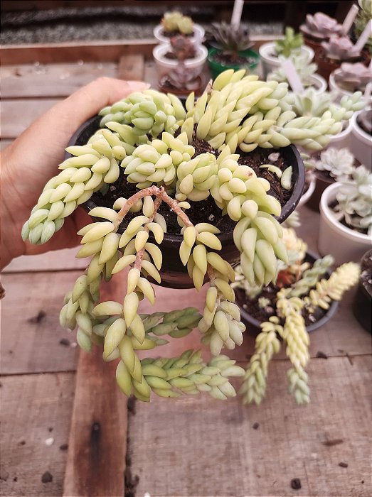 sedum morganianum CUIA 13