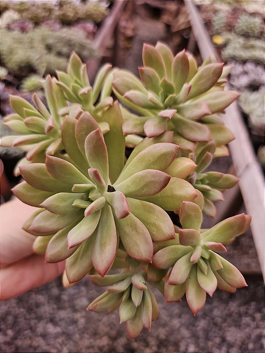 Echeveria Mini Belle colônia POTE 11