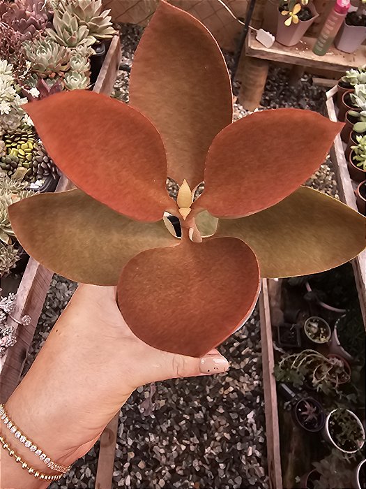 kalanchoe colher de cobre pote 9