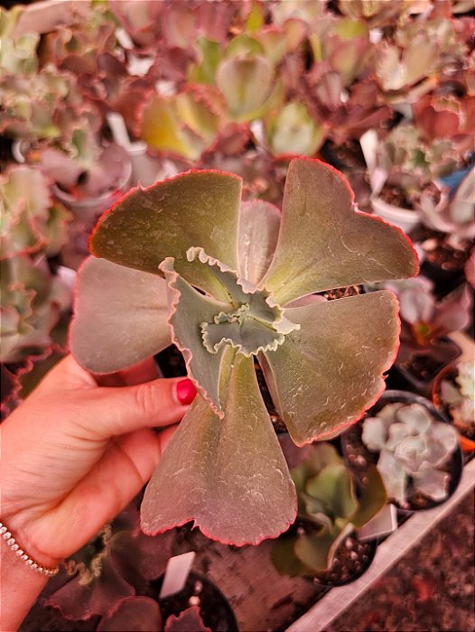 ECHEVERIA  PEARL POTE 11